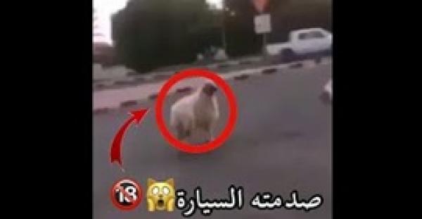 بالفيديو.. خروف حاول الهرب من الذبح في العيد فتعرض لحادث مروع