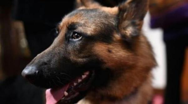 كلبة تاهت في ألمانياً..فوجدوها في سويسرا