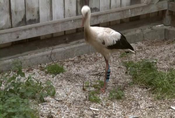 طلاب في المرحلة الثانوية  يصممون ساقاً مطبوعة ثلاثية الأبعاد لطائر لقلاق