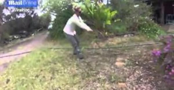 بالفيديو.. امرأة تصطاد ثعبانا ساما بيديها العاريتين