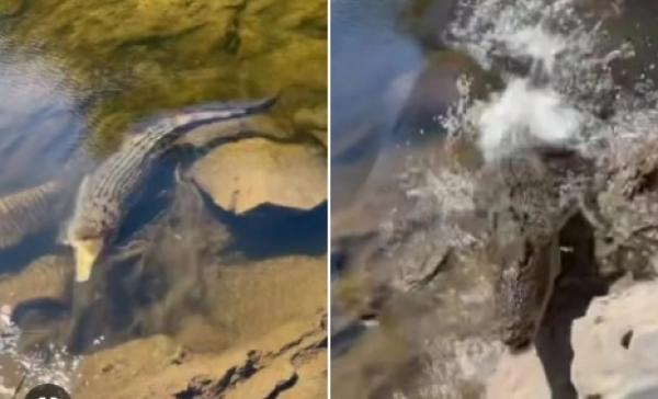 صياد أسترالي ينجو بأعجوبة من هجوم سريع لتمساح (فيديو)