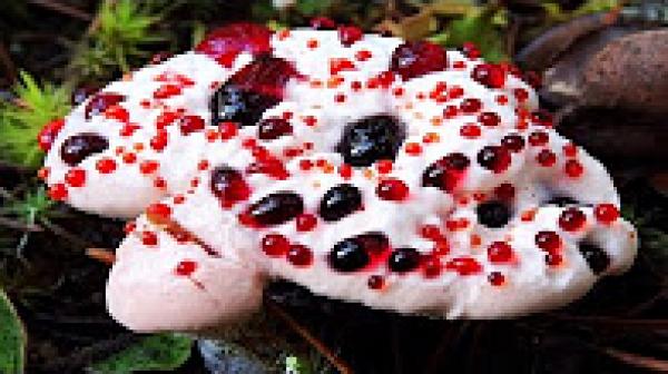 6 أنواع من النباتات المخيفة التي لا تودون مصادفتها ابدا..!!