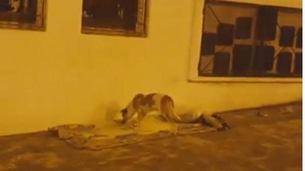 مؤثر : شاهد كيف تصرف كلب بعد ترحيل صاحبه المتشرد من طرف السلطات