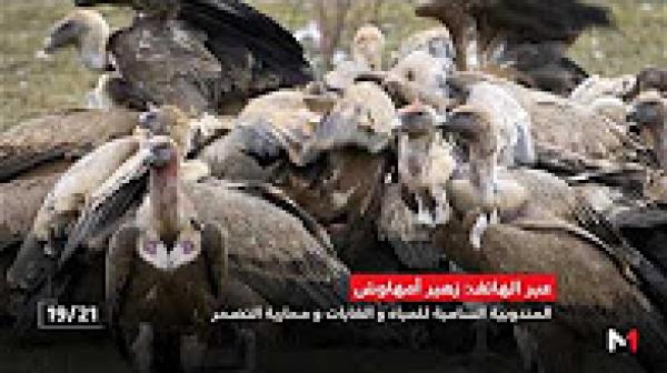 تعذيب نسر أكلف نادر على يد شبان