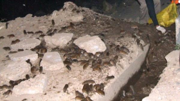 جرذان متوحشة تهاجم دوارا بجهة الغرب