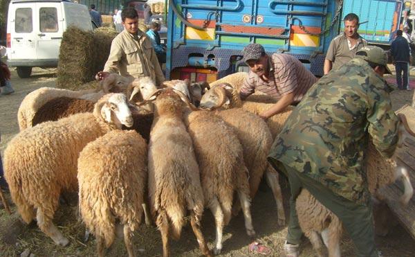 10 علامات للتأكد من سلامة الأضحية باستخدام العين واليد