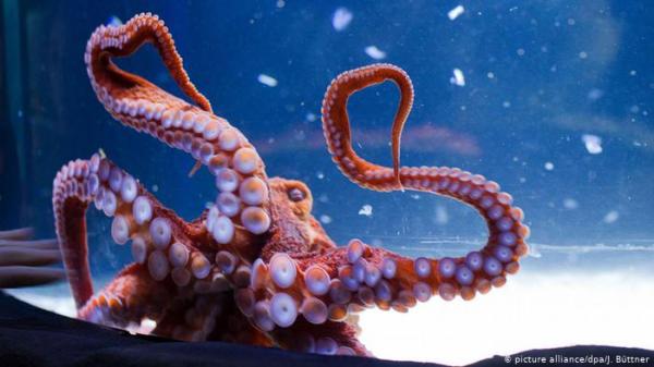 شاهد كيف أنتقم إخطبوط من فتاة صينية أرادت أكله حياً