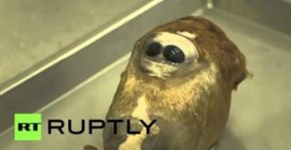 بالفيديو.. مخلوق غريب بعين واحدة في منتصف جبهته