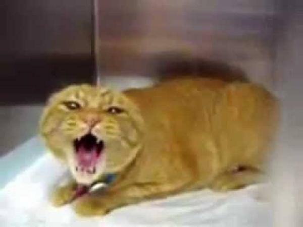 قطة شجاعة تنقذ صاحبتها من ثعبان سام