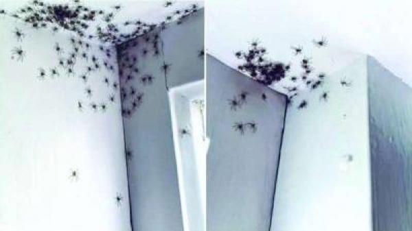 أسترالية تتفاجأ بجيش من العناكب بغرفتها والعلماء يحذرون من "طاعون العناكب" بالبلد