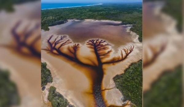 أغرب من الخيال : رحالة يكتشف "شجرة الحياة" في بحيرة استرالية نائية