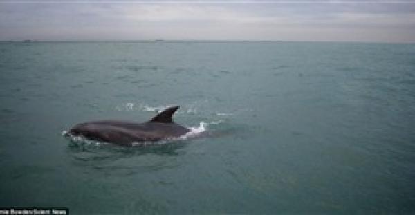 بالفيديو والصور.. ركاب قارب يرصدون عرضًا مميزًا لـ30 دولفينًا