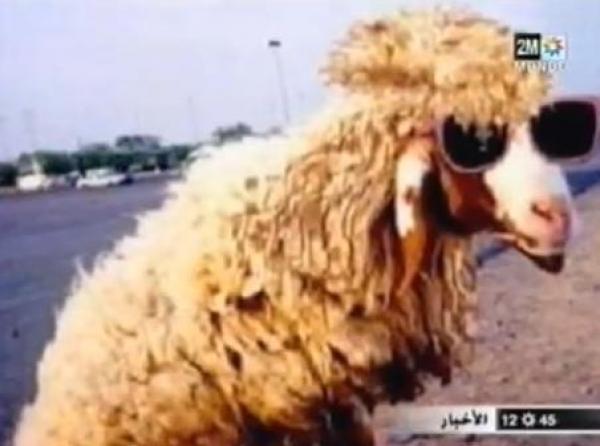 خروف العيد والكوميديا