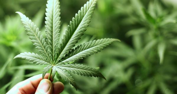 دراسة: القنب قد يشكل أملا جديدا في علاج الهلوسة والقلق