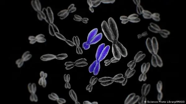 علماء ينجحون في فك لغز الكروموسوم "واي" المحدد لجنس المواليد