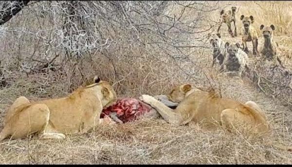 هجوم جنوني لقطيع من الضباع على لبؤتين! (فيديو)