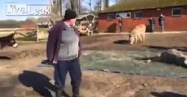 بالفيديو.. جنازة حارة لحمار وزملاؤه يشيعونه بـ«النهيق»