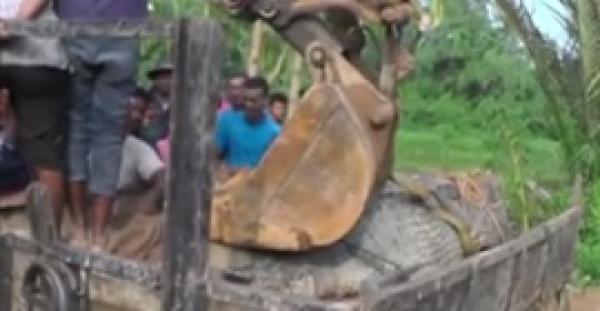 سكان قرية ينقلون تمساح "الوحش" العملاق لمياه النهر (فيديو)