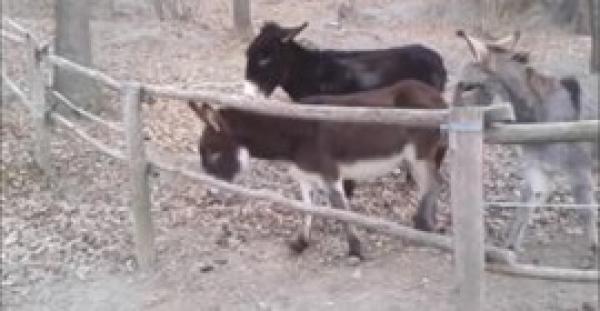 بالفيديو.. حمار يثبت ذكاءه في تخطي الحواجز للمرة الثانية