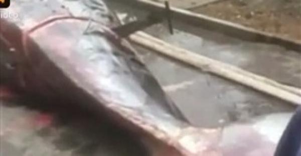 بالفيديو .. لحظة تقطيع حوت 8 أطنان في الشارع