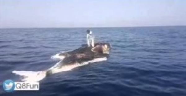 بالفيديو.. خليجي يصطاد السمك بمهارة عالية على ظهر حوت عملاق