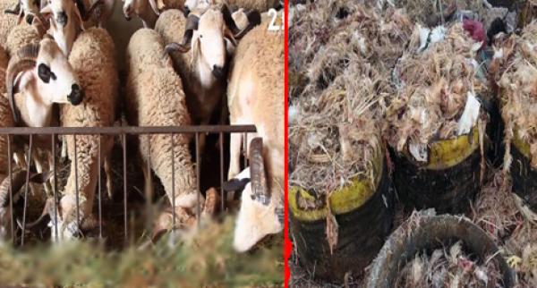 خطير... حجز أزيد من طن من فضلات الدجاج كانت في طريقها لتعليف المواشي قبيل عيد الأضحى