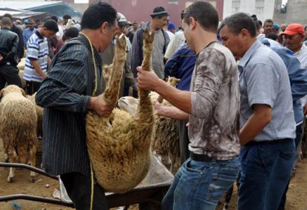 طنجة : ارتفاع الاسعار في الساعات الاخيرة يعصف بآمال مواطنين في شراء خروف العيد