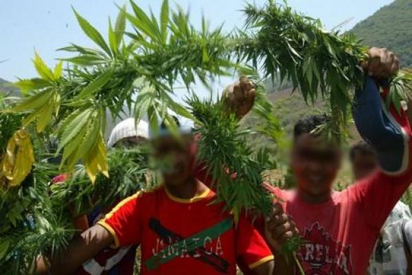 قيادي استقلالي يصف عشبة "الكيف" بالهبة الإلهية التي لا ينبغي رفضها