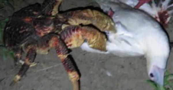 بالفيديو.. لقطات لسرطان ضخم يصطاد و يلتهم طائرا تصدم العلماء