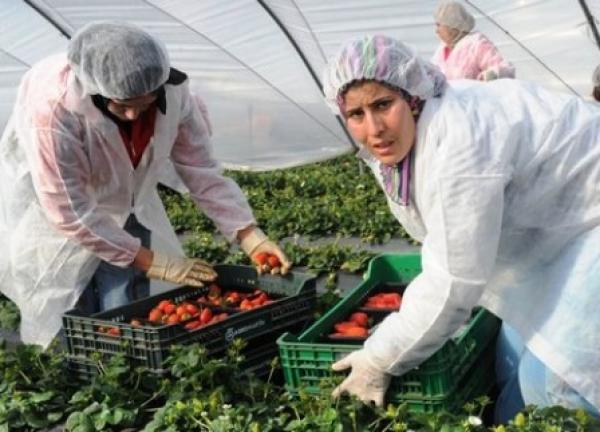 الفيدرالية الدولية لحقوق الإنسان تندد بظروف اشتغال العاملات المغربيات بمنطقة الأندلس 