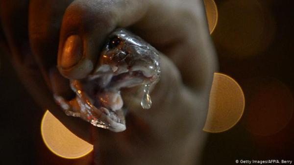 فك الشيفرة الجينية لسم الأفاعي لتطويرعقاقير مضادة