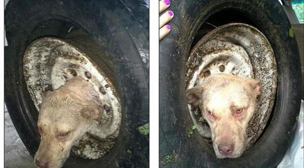 بالصور: كلبة علق رأسها داخل عجلة سيارة بطريقة غريبة