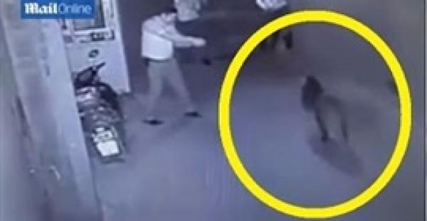 بالفيديو.. إصابة امرأة أثناء مطاردة الشرطة لـ«خنزير بري»