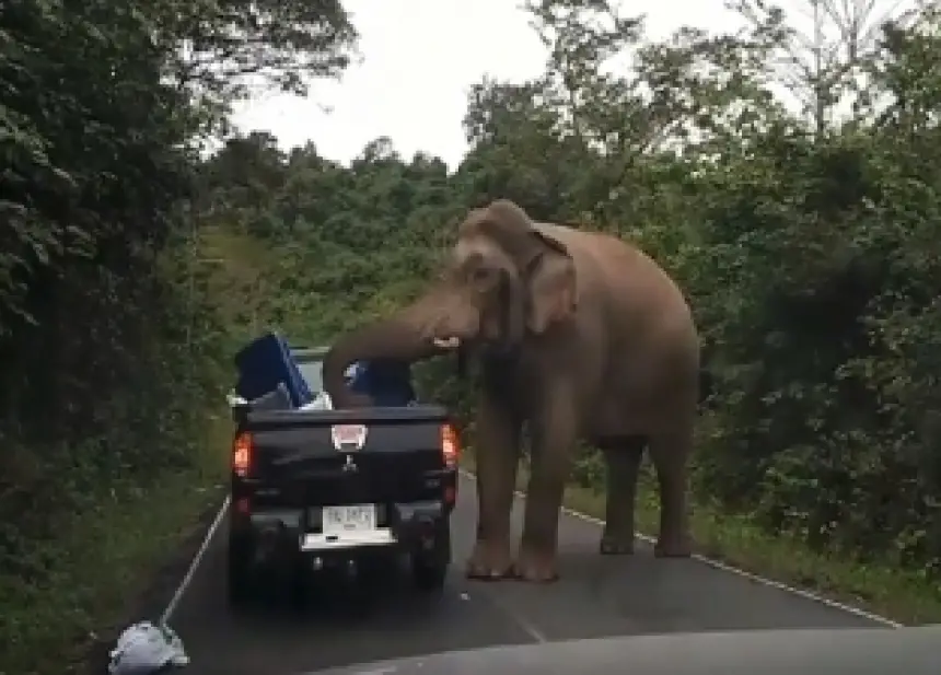 بالفيديو..فيل "مخمور" يهاجم سكان قرية هندية ويثير الذعر