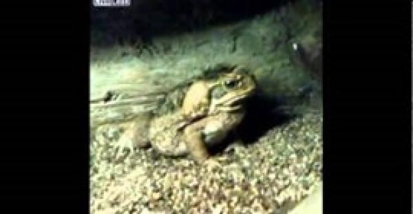 بالفيديو.. ضفدعة ضخمة تبتلع فأرًا مرة واحدة