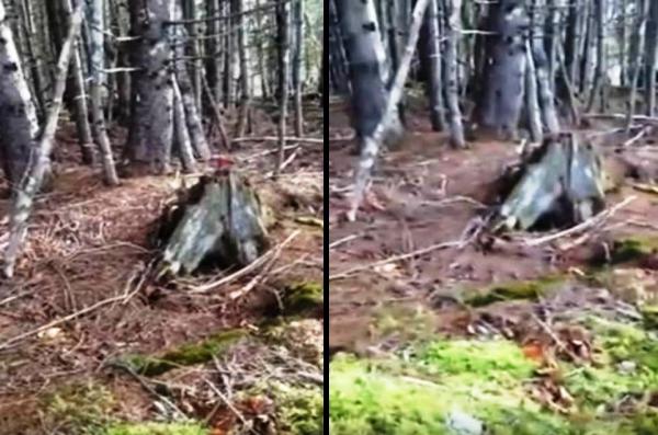 بالفيديو: غابة تتنفس مثل كائن حي في كندا