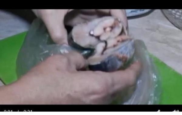 بالفيديو: سمكة تتوهج في الظلام تثير الرعب بكازخستان