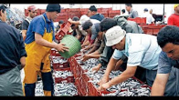 الدلفين الأسود يهدد الصيد بالحسيمة بالسكتة القلبية