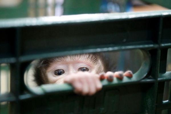 طفرة في المواليد بحديقة حيوان فلسطينية بعد اختفاء زائريها بسبب قيود كورونا