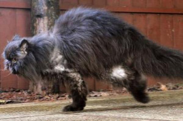 كل من يرى "كافري" يندهش حول ما يمكنه القيام به بقدمين فقط