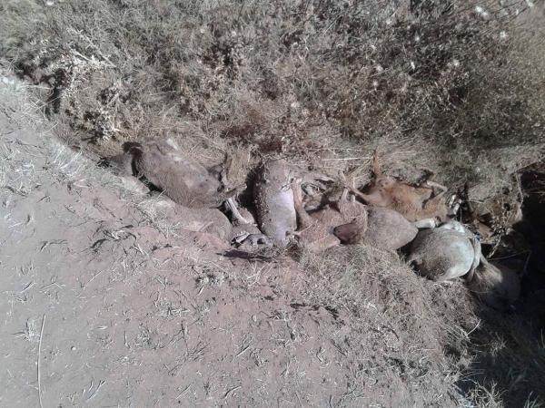 آش واقع... نفوق أزيد من 50 رأس من الأغنام يثير مخاوف الفلاحين ويفتح شهية الاستغلاليين
