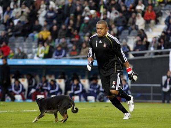 كوبا أمريكا : كلب يوقف مباراة منتخبي البرازيل وفنزويلا 