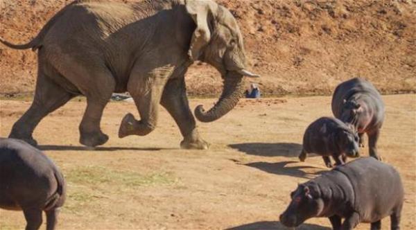 بالصور: لقطات نادرة للحظة انتقام فيل من فرس النهر