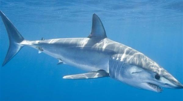 قرش يقتل أسترالية على مرأى من أهلها