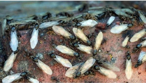 رادارات بريطانيا تلتقط جيوشاً من النمل تتساقط كالأمطار من السماء