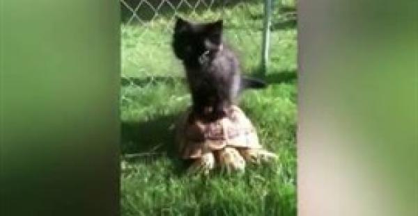 بالفيديو.. صداقة قوية بين قطة وسلحفاة