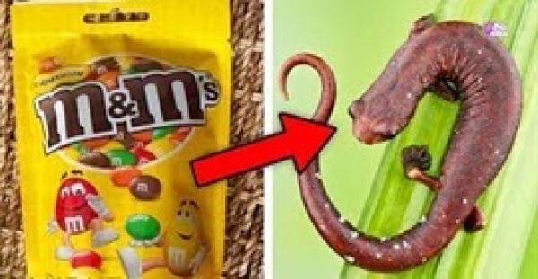 بالفيديو.. 10 أطعمة لن تتناولها مجددا عندما تعلم مما صنعت