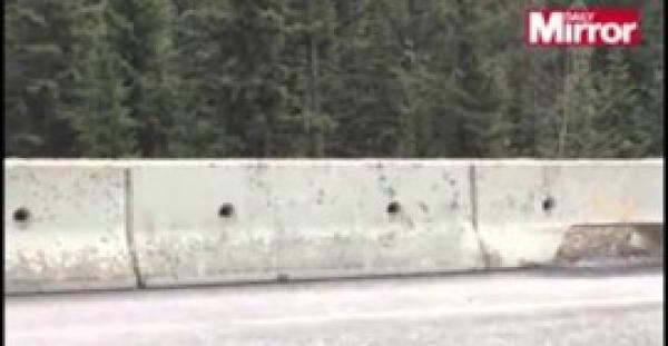 بالفيديو.. أنثى دب تنقذ صغيرها من الموت على الطريق السريع