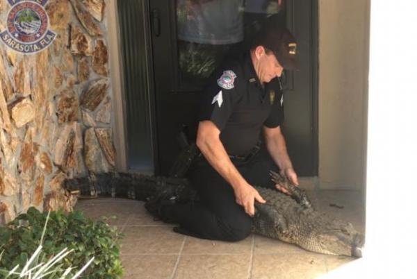 بالفيديو: شرطي يسيطر على تمساح اقتحم منزلاً في فلوريدا