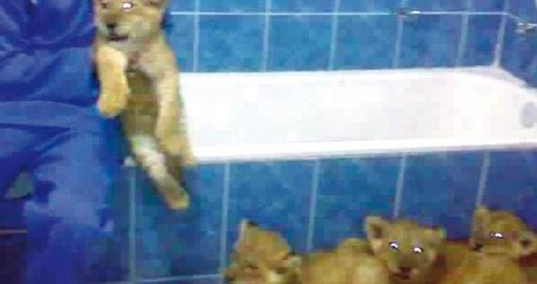 شاب مغربي يثير الفايسبوكيين بعد عرضه أربعة أشبال للبيع